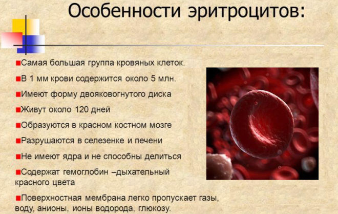 Синтез эритроцитов в крови