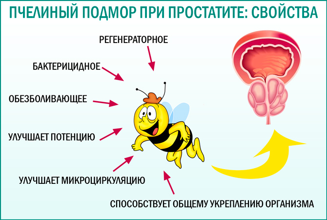 Пчелиный подмор при простатите и аденоме простаты