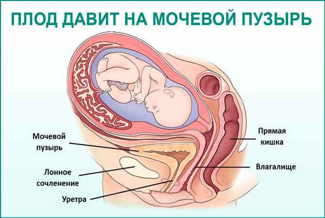 Положение мочевого пузыря во время беременности