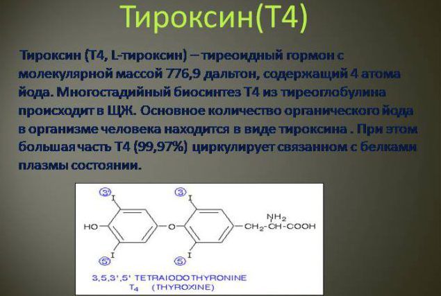 Тироксин гормон