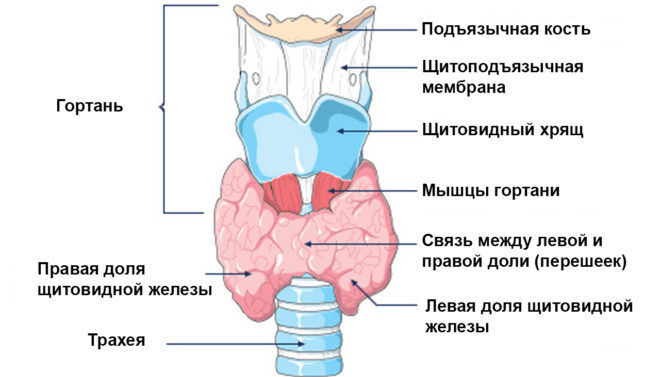Строение и расположение щитовидной железы