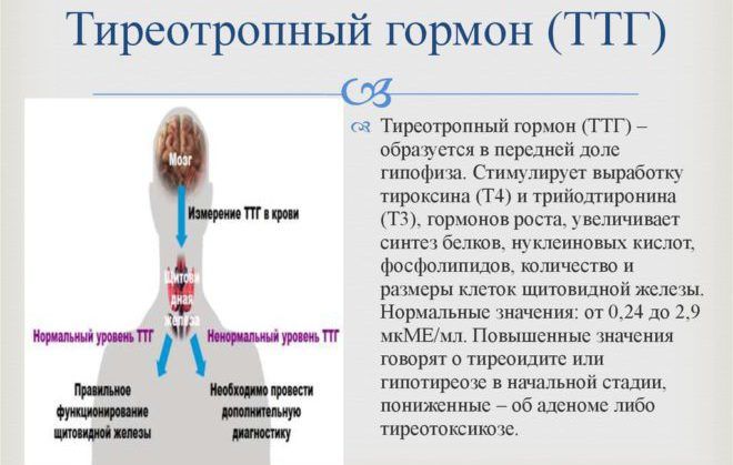 Тиреотропный гормон – ТТГ основная функция