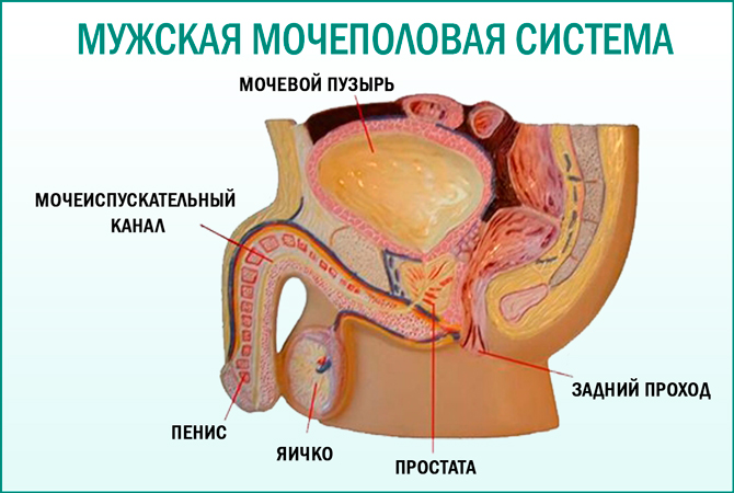 Мужская репродуктивная система