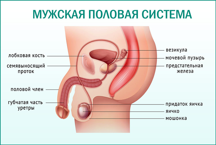 Репродуктивная система мужчины