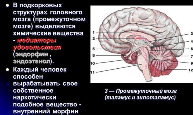 Эндорфин и мозг
