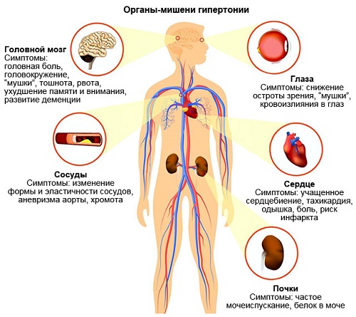 органы мишени гипертонии