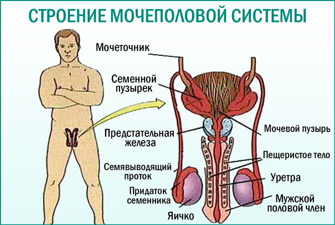 Мочеполовая система мужчины