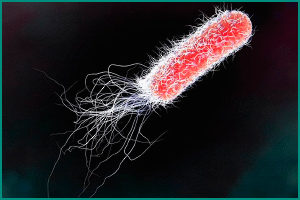 Бактерия кишечная палочка