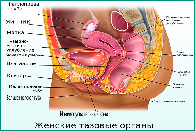 Женская мочеполовая система