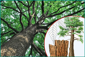 Полезные свойства дерева йохимбе