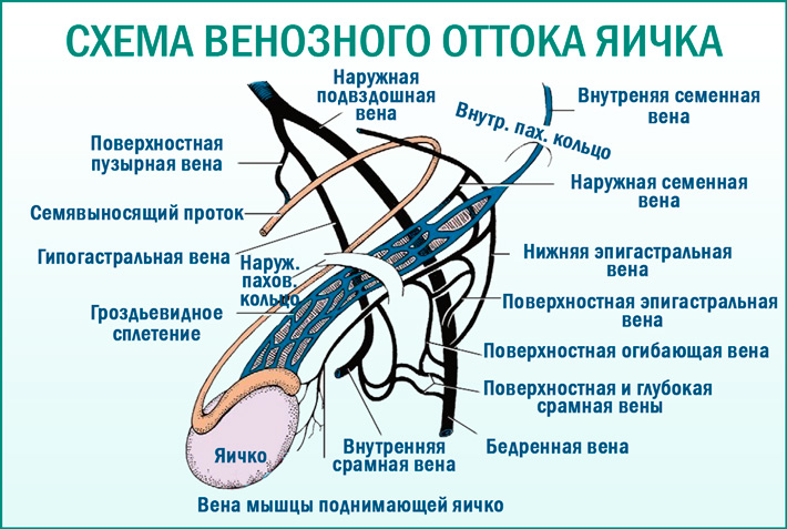 Схема венозного оттока яичка