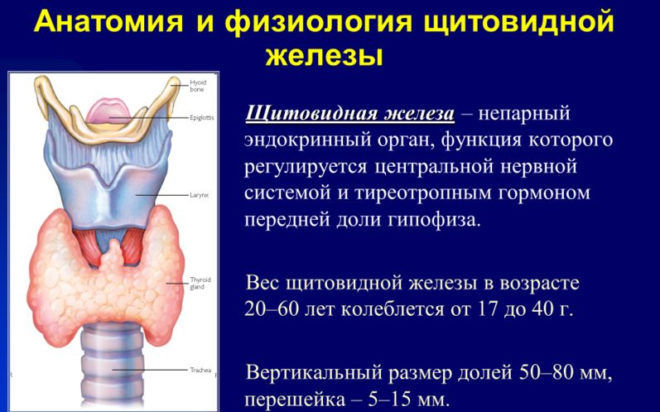 Гормоны щитовидной железы