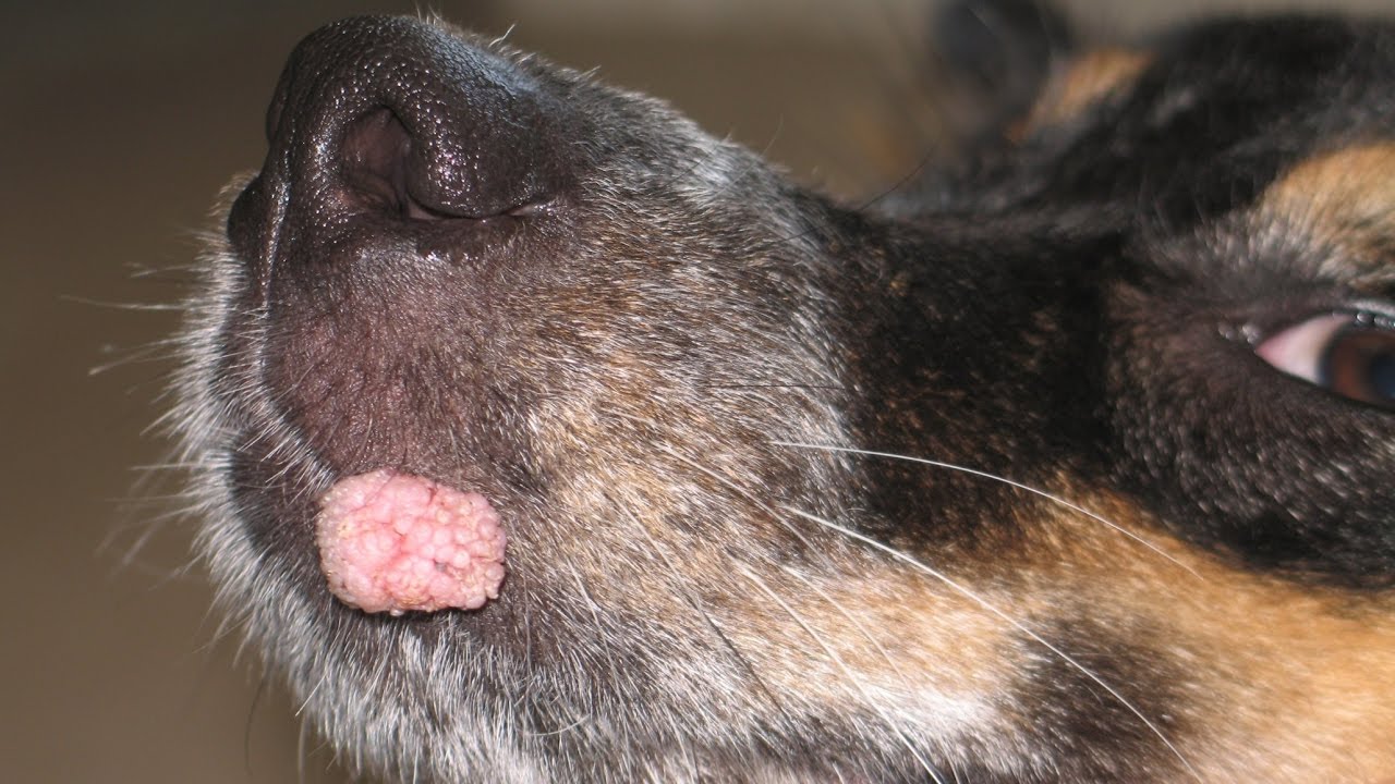Чем лечить папиллому у собаки на губе