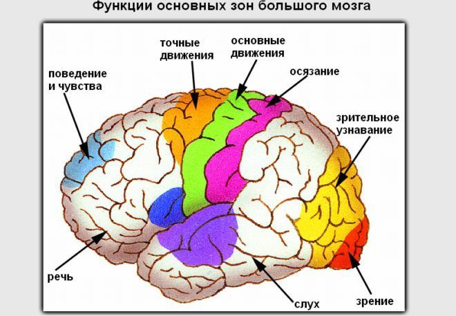 Функции головного мозга человека